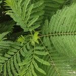 Jacaranda mimosifolia Blad