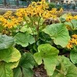 Ligularia dentata Habit