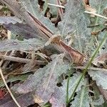 Oenothera indecora Corteza