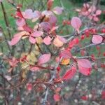 Berberis thunbergiiपत्ता