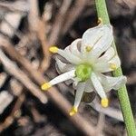 Asparagus africanus Floare