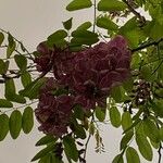 Robinia hispida Květ