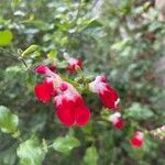 Salvia microphyllaFlor