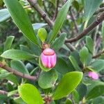 Clusia orthoneura Flor