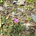 Erodium aethiopicum आदत