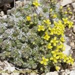 Draba hispanica Habitat