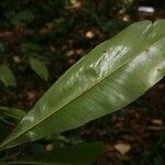 Rhabdodendron amazonicum