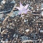 Colchicum variegatum Flower