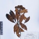 Photinia integrifolia Altro