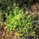 Saxifraga aizoides Alkat (teljes növény)