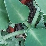 Kalanchoe laetivirens Bark