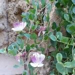Capparis spinosa Blüte