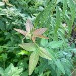 Desmodium paniculatum Leaf