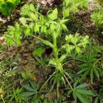 Helleborus foetidus Hábito