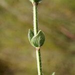 Micromeria myrtifolia Blad