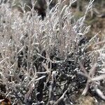 Artemisia tridentata Leaf