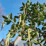 Garrya elliptica Habit