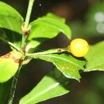 Psychotria orosiana Fruit