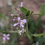 Chorispora tenella Kukka