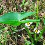 Sagittaria montevidensis 葉