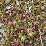 Geranium lucidum Plante entière