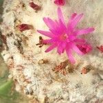 Melocactus curvispinus Fleur