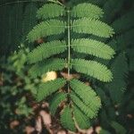 Acacia tortilis Leaf