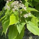Catalpa speciosa Φύλλο