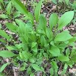 Rudbeckia grandiflora