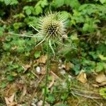 Dipsacus ferox 果