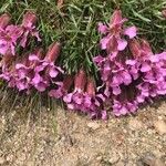 Saponaria pumila Flower