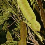 Senegalia tenuifolia Plante entière