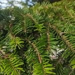 Abies cephalonica Blatt