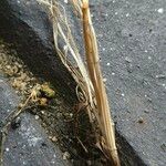 Festuca myuros Coajă