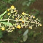 Aegiphila mollis Çiçek