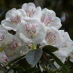 Rhododendron morii Çiçek