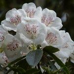 Rhododendron morii Blüte