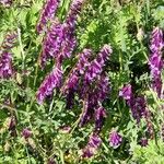 Vicia eriocarpa Natur