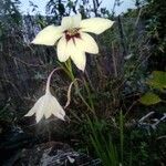 Gladiolus callianthus ফুল