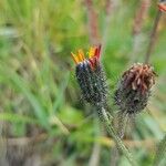 Crepis aurea Övriga