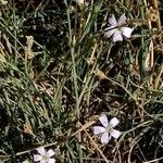 Petrorhagia saxifraga Flower