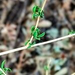 Adenocarpus telonensis 葉