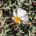 Helianthemum violaceum Blomma