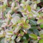 Cotoneaster dammeri Blatt