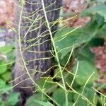 Sisymbrium loeselii Frukt