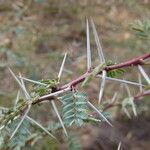 Acacia ehrenbergiana Інше