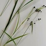 Scirpus atrovirens Liść