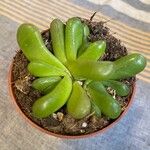 Glottiphyllum oligocarpum List