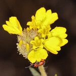 Holocarpha heermannii Flor