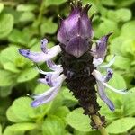 Coleus caninus Flower